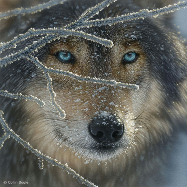Серия "Волки" - зима, животные, волки - оригинал