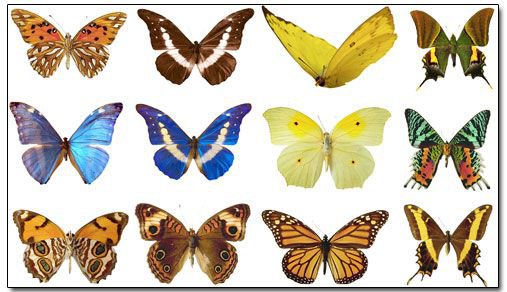 Бабочки - насекомые, бабочки, для детей, полет - оригинал