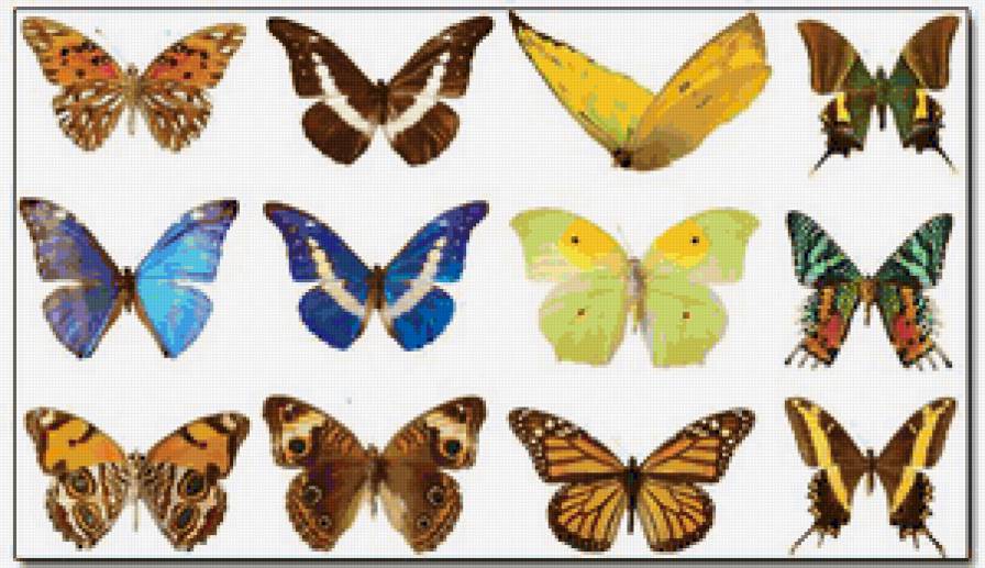 Бабочки - для детей, полет, насекомые, бабочки - предпросмотр