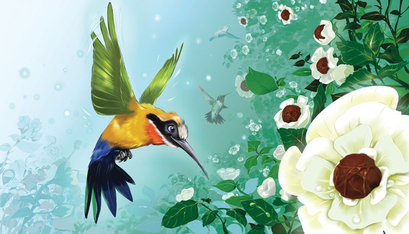колибри - колибри, птицы, цветы - оригинал
