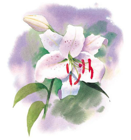 белая лилия - цветы, лилии - оригинал