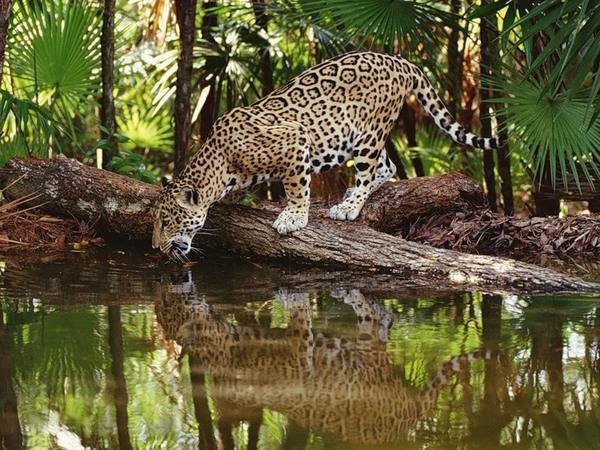 Ягуар - звери, кошки, животные, пейзаж, природа - оригинал