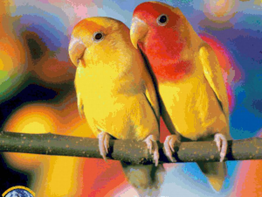 Попугаи - попугаи, на ветке, яркое, пара, птицы - предпросмотр