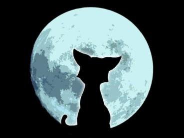 Киса - луна, разное, животные, черно-белое, кошка - оригинал