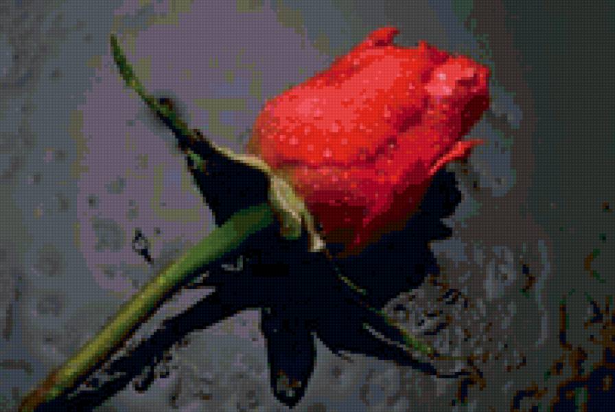 Бутон розы - картина, цветы - предпросмотр