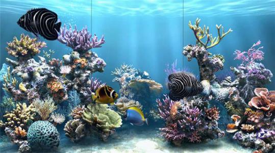 риф - кораллы, вода, рифы, рыбки, море - оригинал
