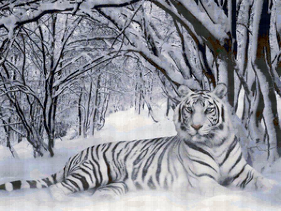 Белый тигр - животные, тигры, кошки - предпросмотр