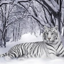 Оригинал схемы вышивки «Белый тигр» (№93738)