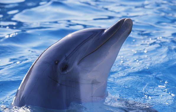 Дельфин - дельфин - оригинал