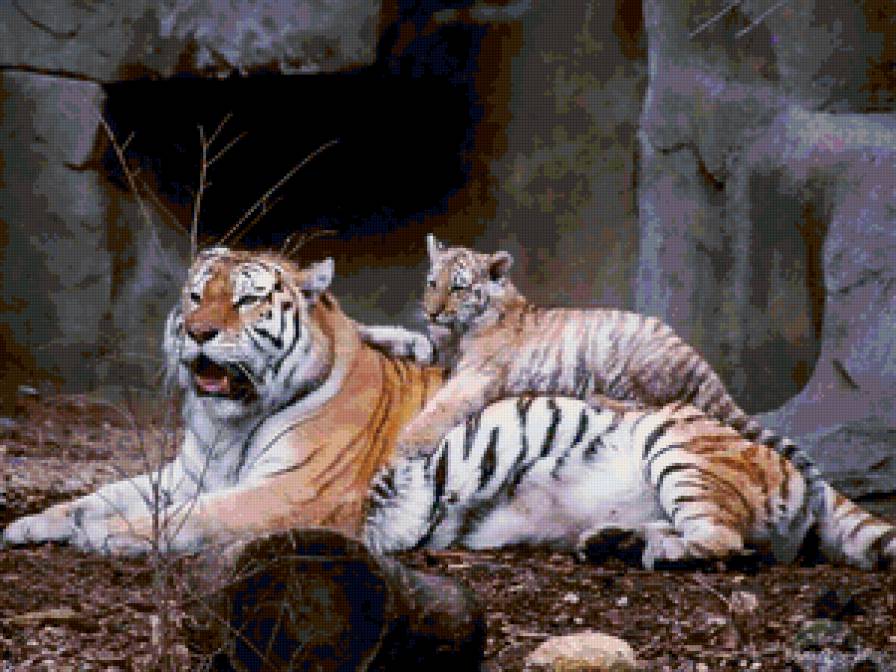 Тигры - кошки, тигры, животные - предпросмотр