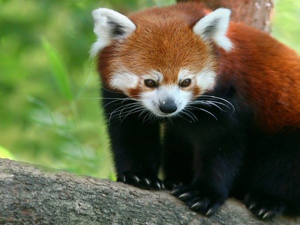 Красная панда - красная панда - оригинал