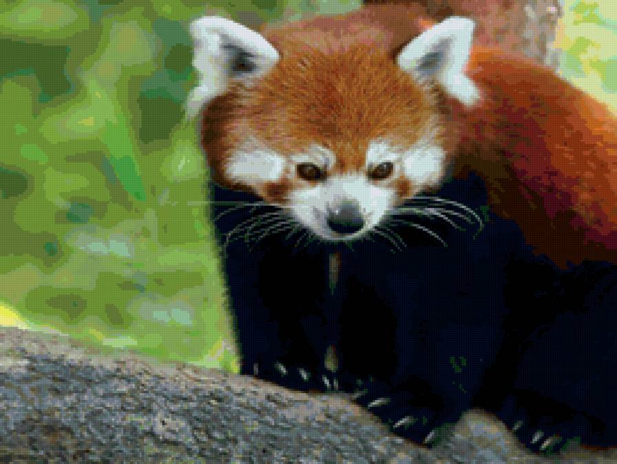 Красная панда - красная панда - предпросмотр