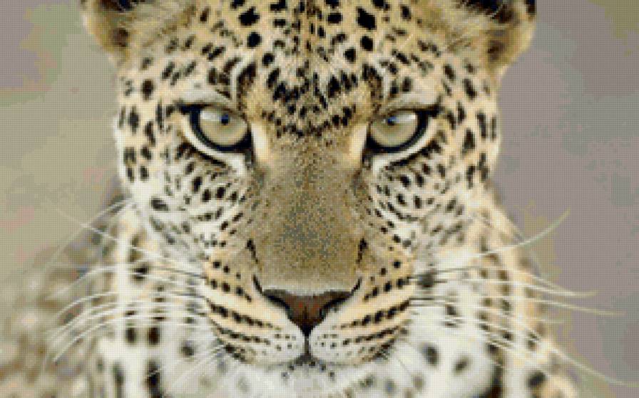 Леопард - животные, леопарды, кошки - предпросмотр