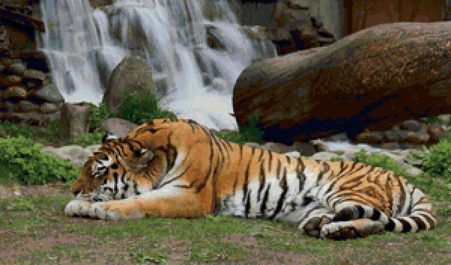 Тигр - животные, тигры, кошки - предпросмотр