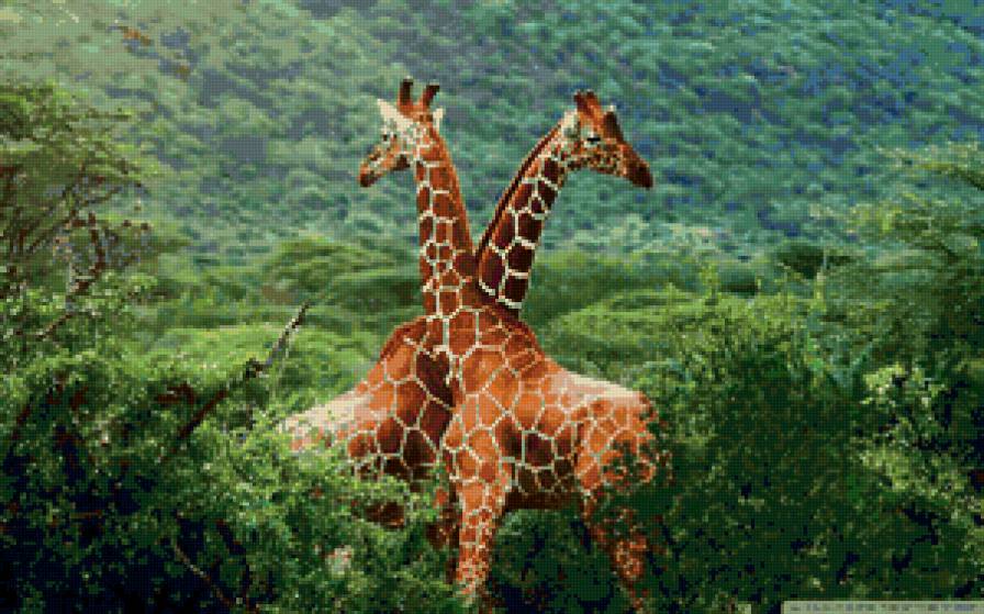 Жираф большой... - жирафы - предпросмотр