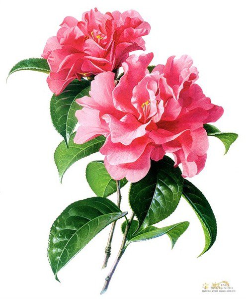 зенг ксиао лиан - шиповник - цветы, роза, живопись, зенг ксиао лиан - оригинал