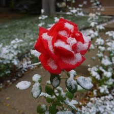 роза в снегу