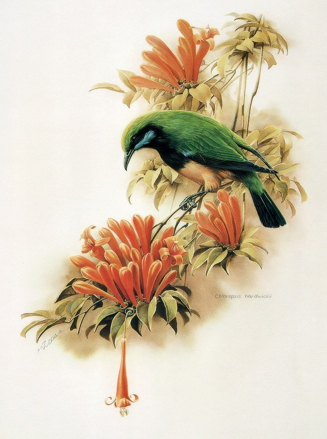 "Птицы"  Зенг Ксиао Лиан - цветы, акварель, птицы, природа, живопись, птица - оригинал