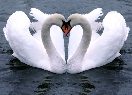 Лебеди - сердце, любовь, птицы, лебеди - оригинал