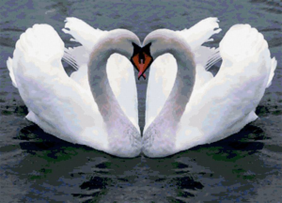 Лебеди - птицы, сердце, любовь, лебеди - предпросмотр