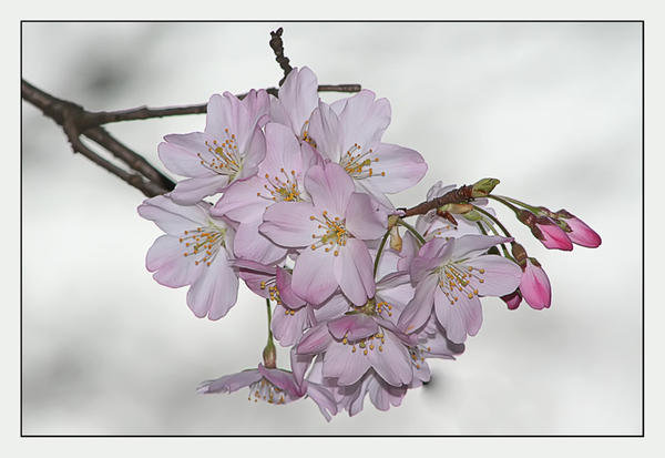Цветущая ветка - природа, цветы, весна - оригинал