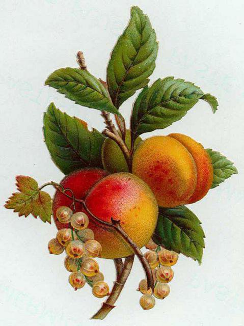 Персики и смородина - еда, смородина, персики, ягоды, для кухни, фрукты - оригинал