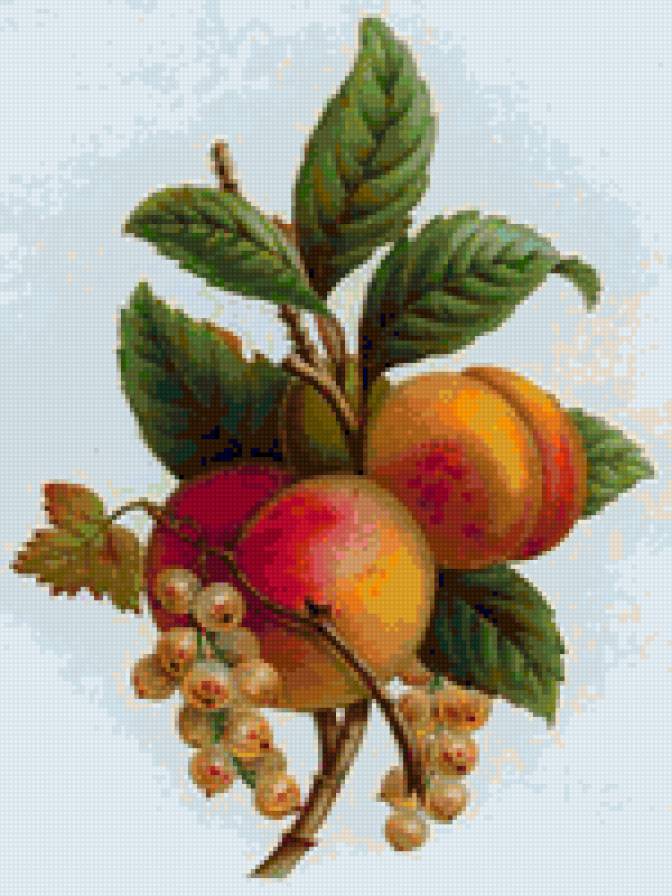 Персики и смородина - для кухни, фрукты, ягоды, еда, смородина, персики - предпросмотр