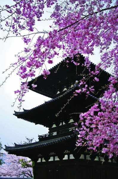 китайская башня и сакура - пейзаж, цветение, сакура - оригинал