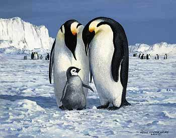 Пингвины - снег, пингвин, пингвины, пингвиненок, север, рядом с мамочкой - оригинал