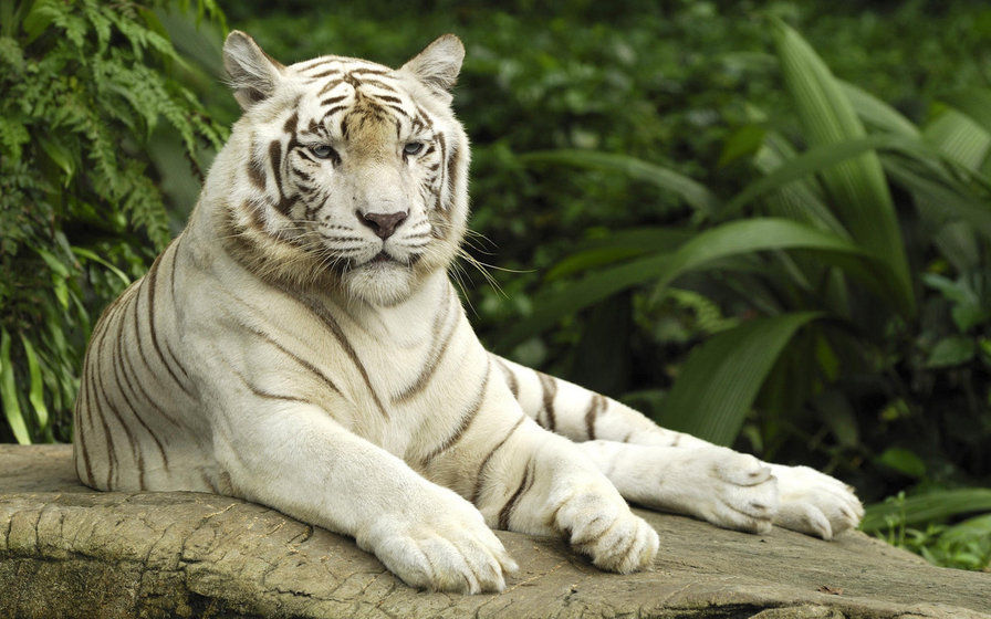 белый тигр - белый, тигр - оригинал