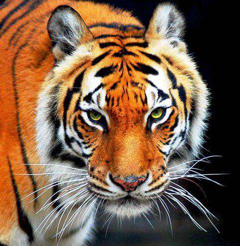 Тигр - животные, дикие животные, звери, тигр, черный фон, тигры - оригинал