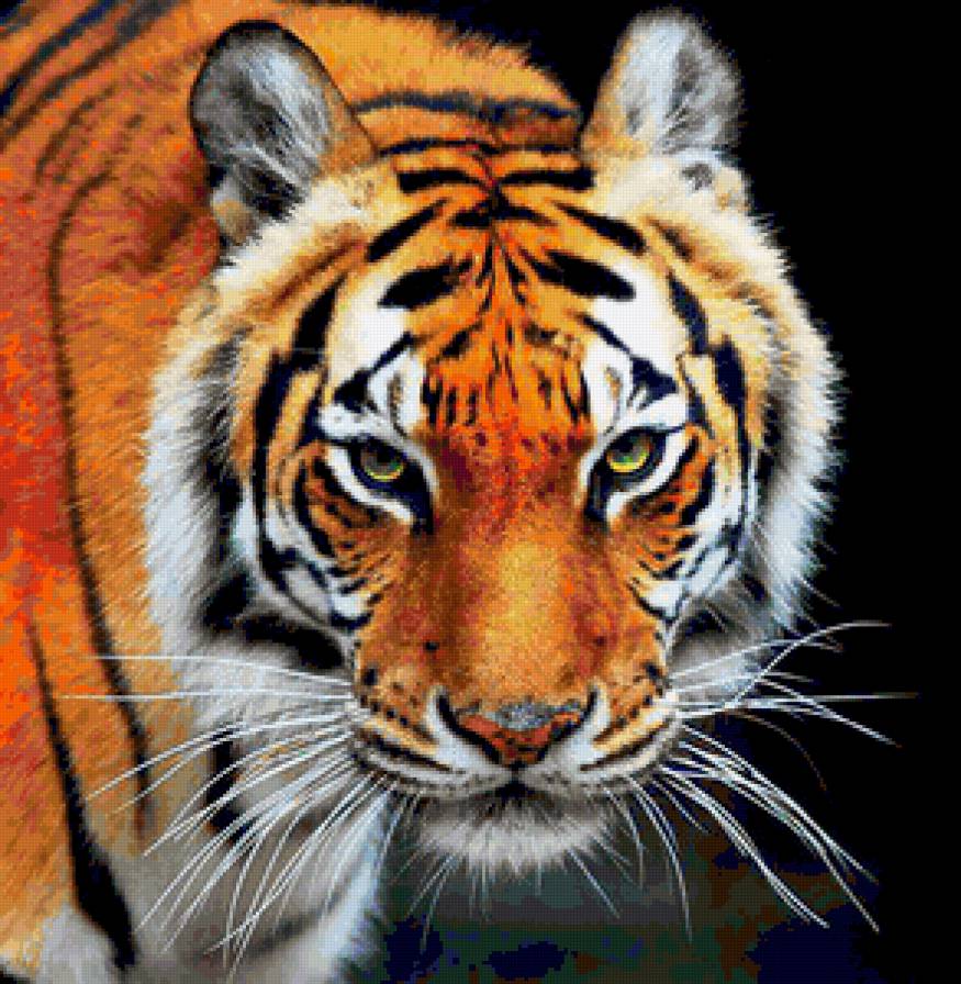 Тигр - звери, тигры, черный фон, тигр, дикие животные, животные - предпросмотр