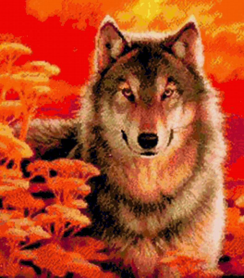 Волк - волки, животные, красное, дикие животные, звери, оранжевое, волк - предпросмотр