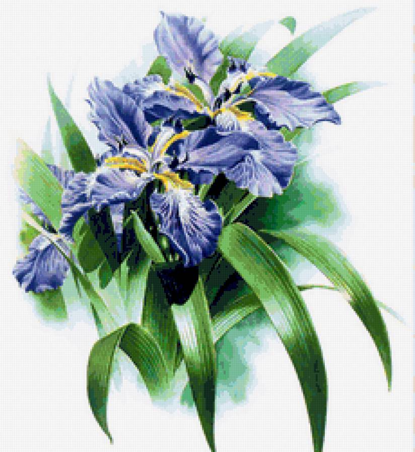 Ирисы - ирисы, синее, цветы, букет - предпросмотр