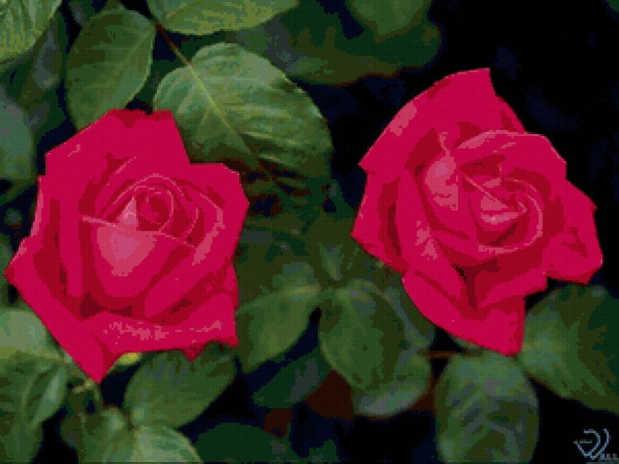 Две розы - цветы - предпросмотр