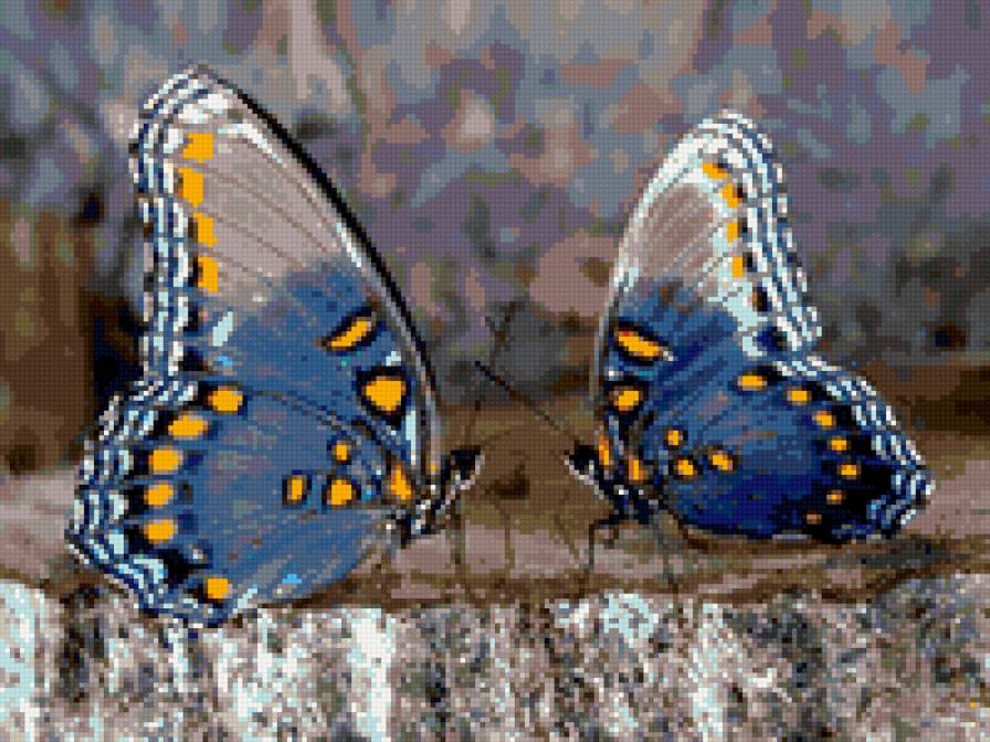 Бабочки - бабочки - предпросмотр