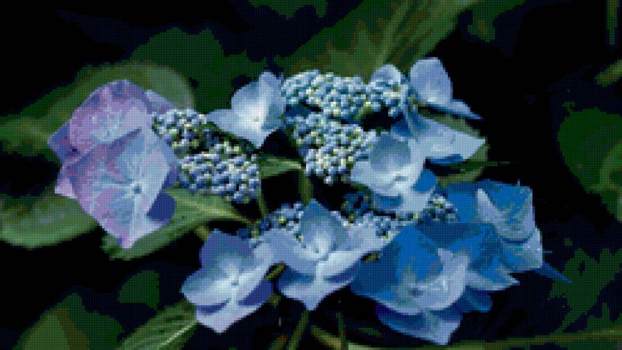 Ночная голубая гортензия - цветок гортензия - предпросмотр