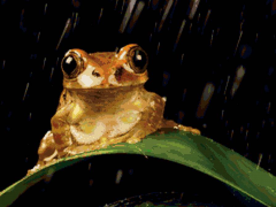 Лягушка под дождем - лягушка, дождь - предпросмотр