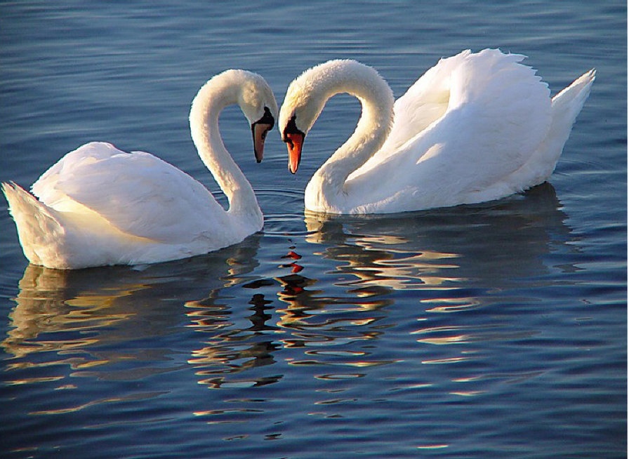 Пара белых лебедей - пара лебеди верность - оригинал