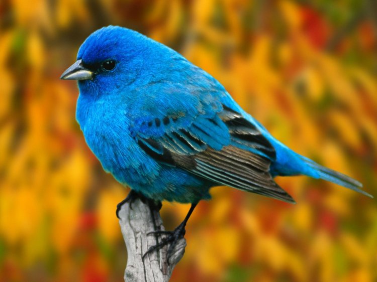 Птица - синий, птицы - оригинал