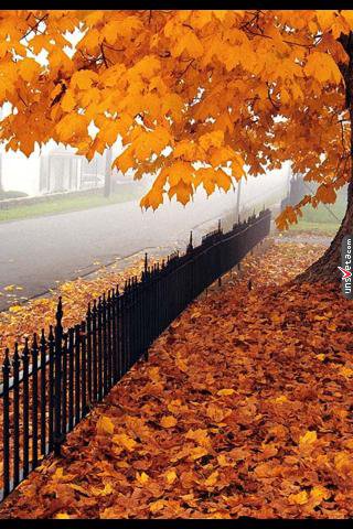 Осень - осень, листья - оригинал