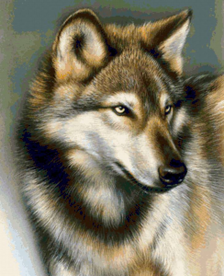 Волк - волки, хищник, звери, природа. зима, animals, волк, wolf - предпросмотр
