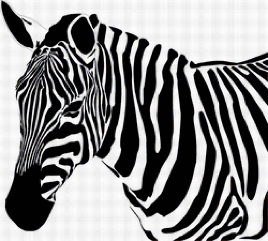 зебра - зебра - предпросмотр