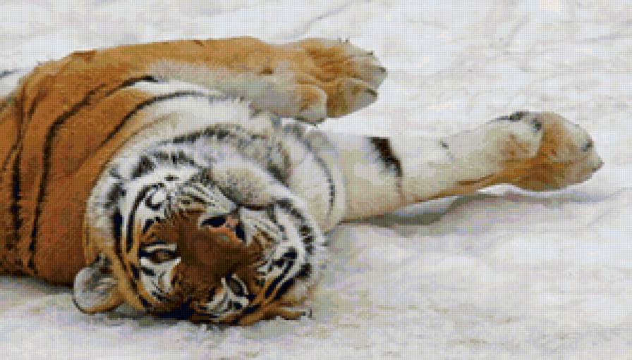Тигр - тигры, животные, кошки - предпросмотр