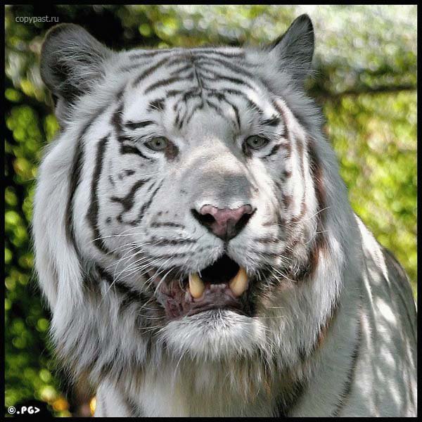 Белый тигр - кошки, животные, тигры - оригинал