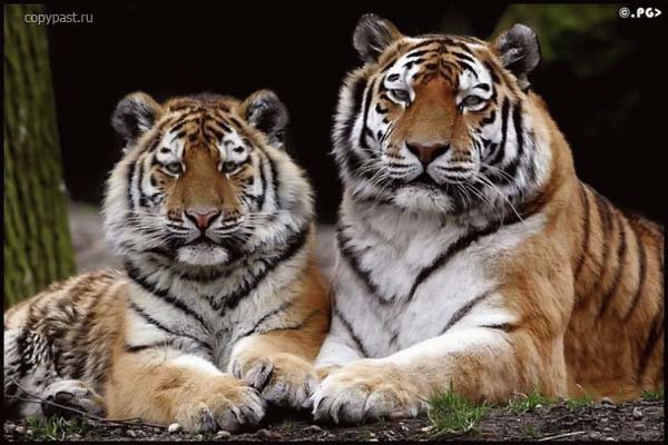 Тигры - тигры, кошки, животные - оригинал
