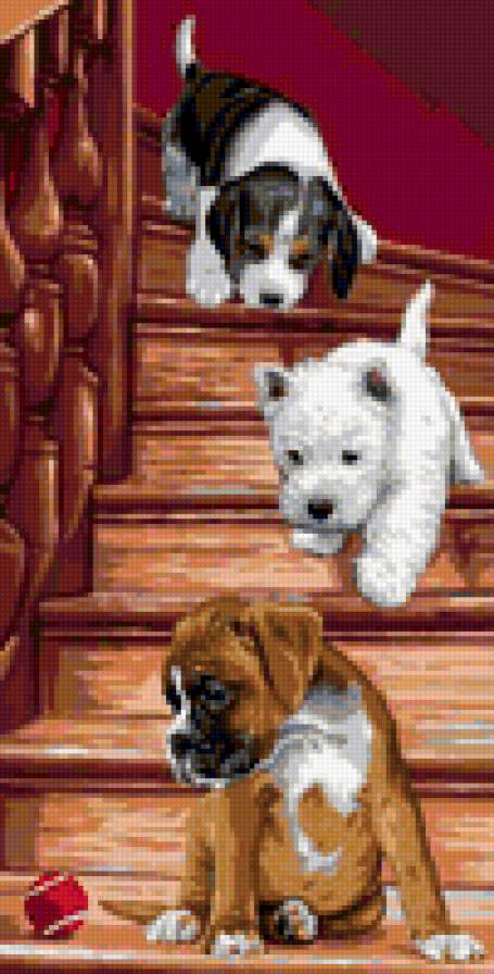 Щенки на лестнице - животные, щенки, пес, собака - предпросмотр
