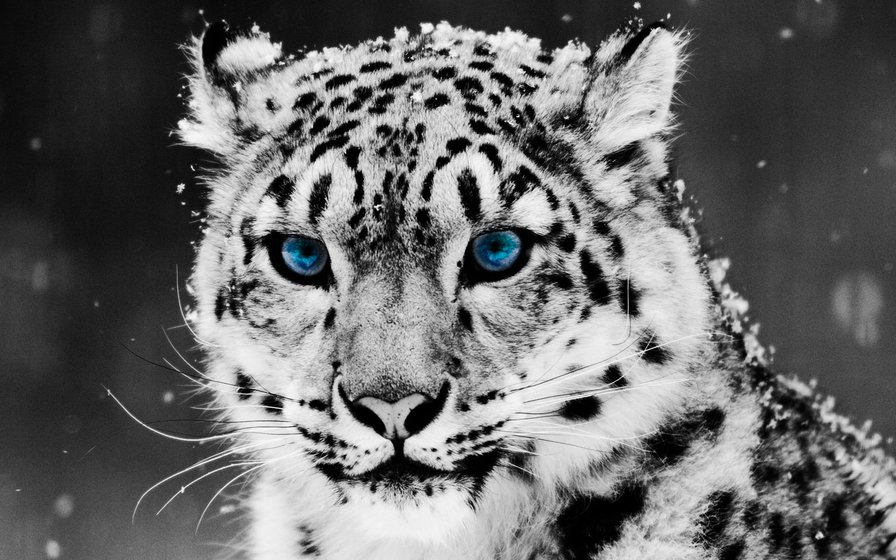 Снежный Леопард - животные, природа - оригинал