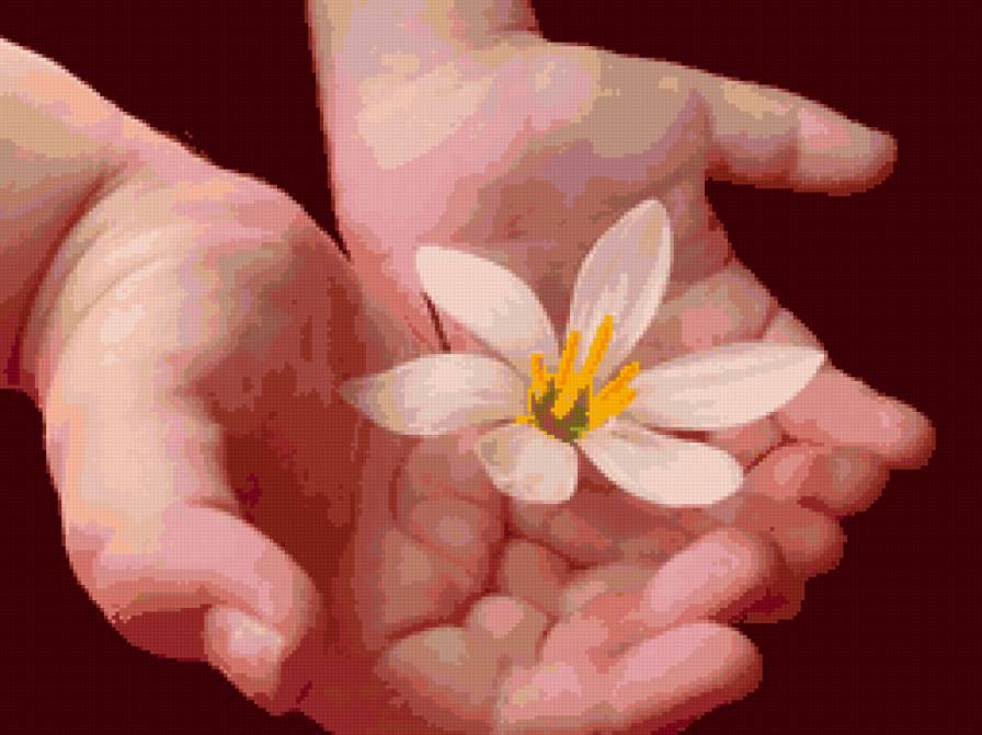 цветок в руках ребенка - руки, цветок - предпросмотр