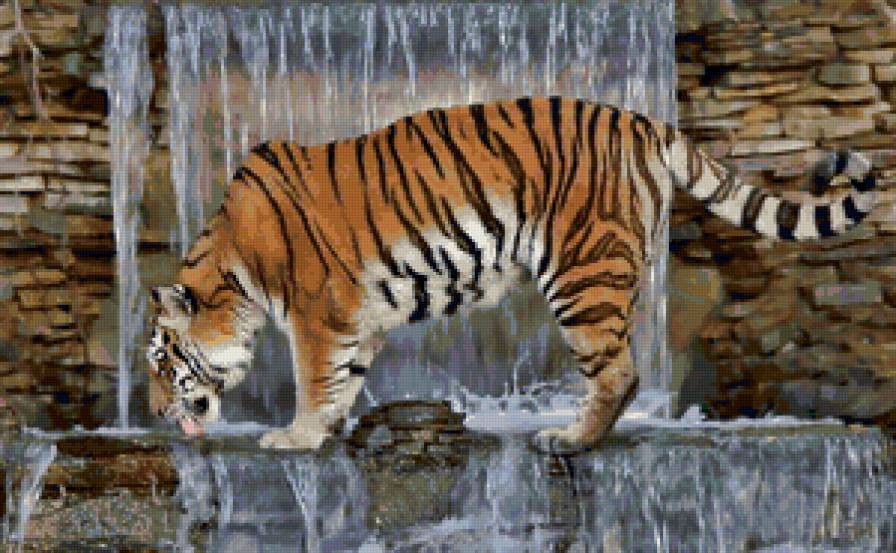 Тигр - кошки, животные, тигры - предпросмотр